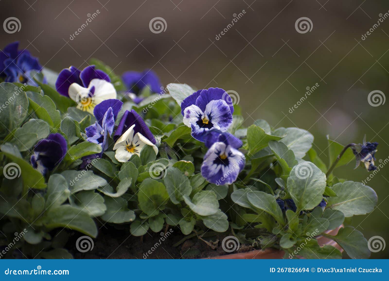cifra, violet with multi-colored petals.