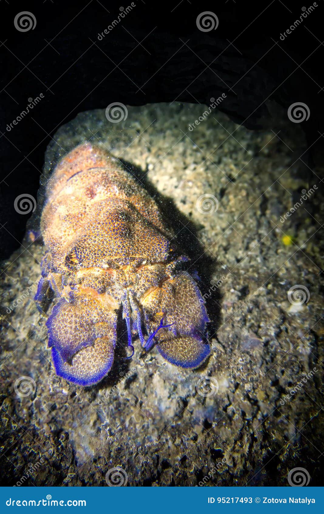 cigala scyllarus arctic in the mediterranean sea