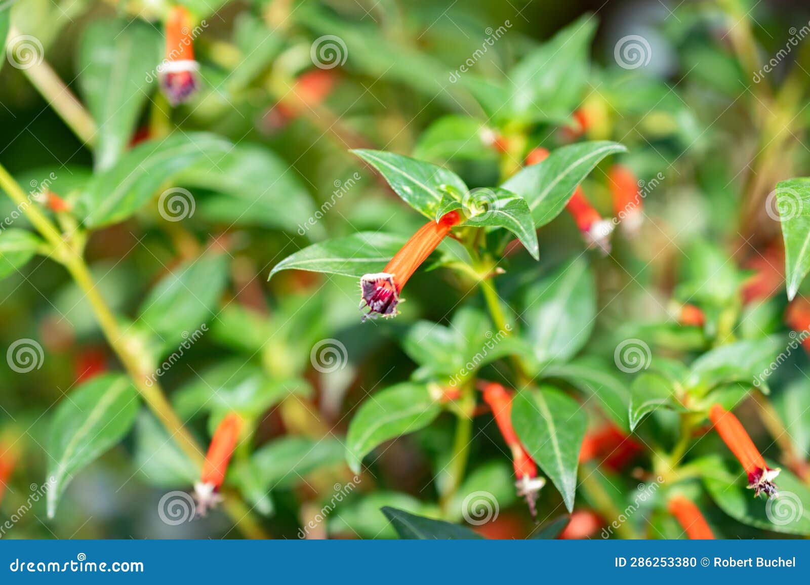 cigar plant or cuphea ignea plant in zurich in switzerland