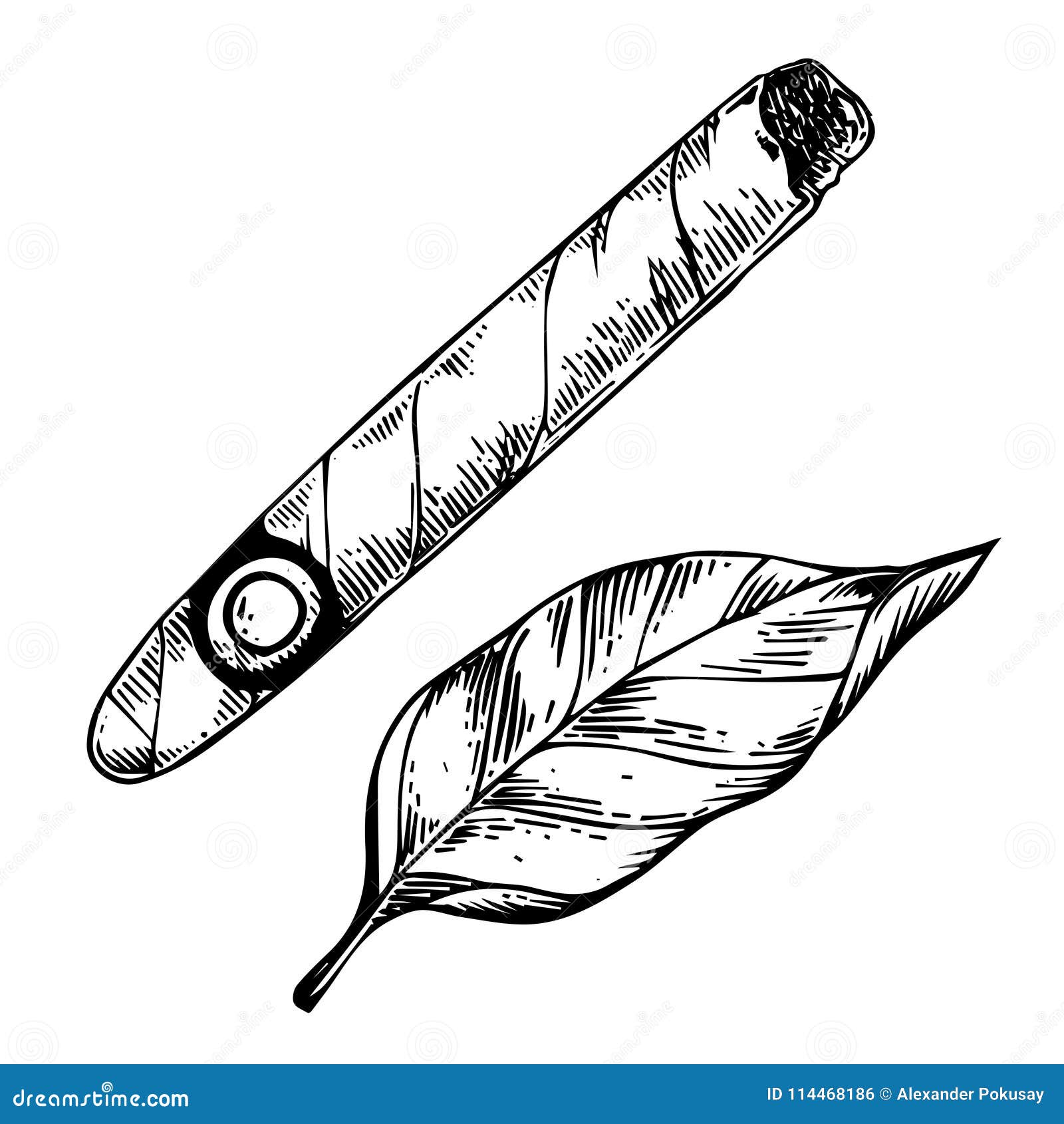 cigar and tobacco leaf engraving 