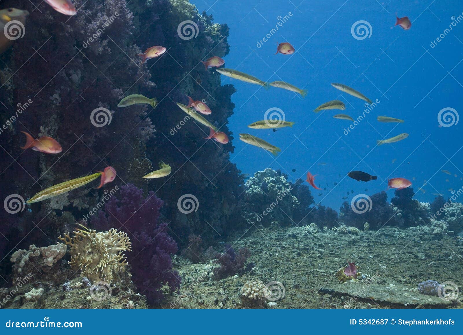 Cigar Wrasse (chelio Inermis) Stock Image - Image of cigar, dive: 5342687