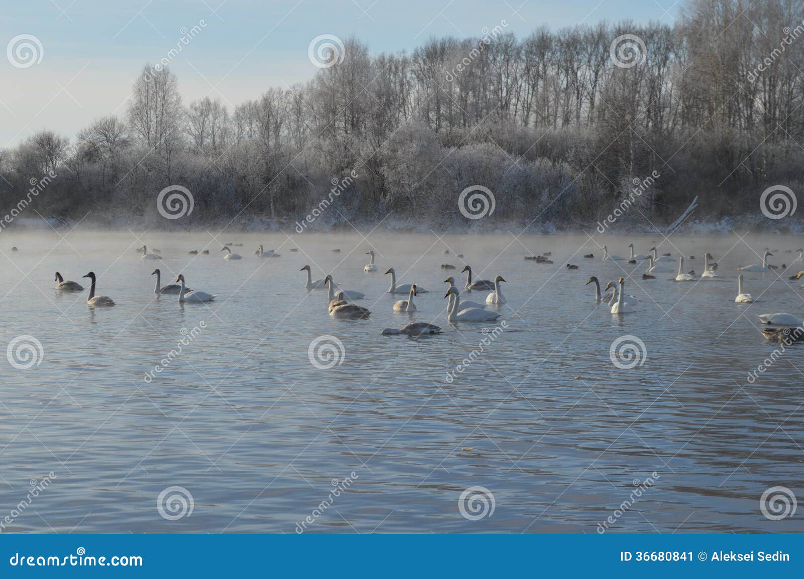 Cigni sul lago. Il lago nonfreezing swan nella regione di Altai (cigno della riserva)