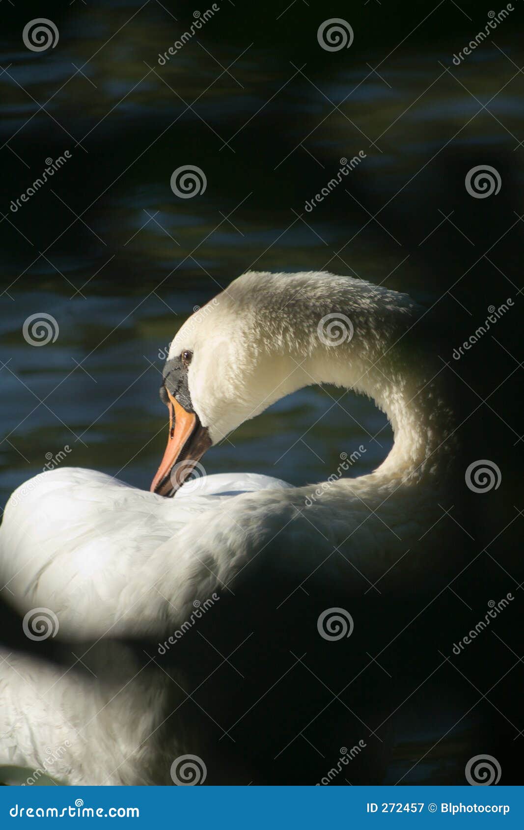 Cigno della tromba immagine stock. Immagine di governi 272457