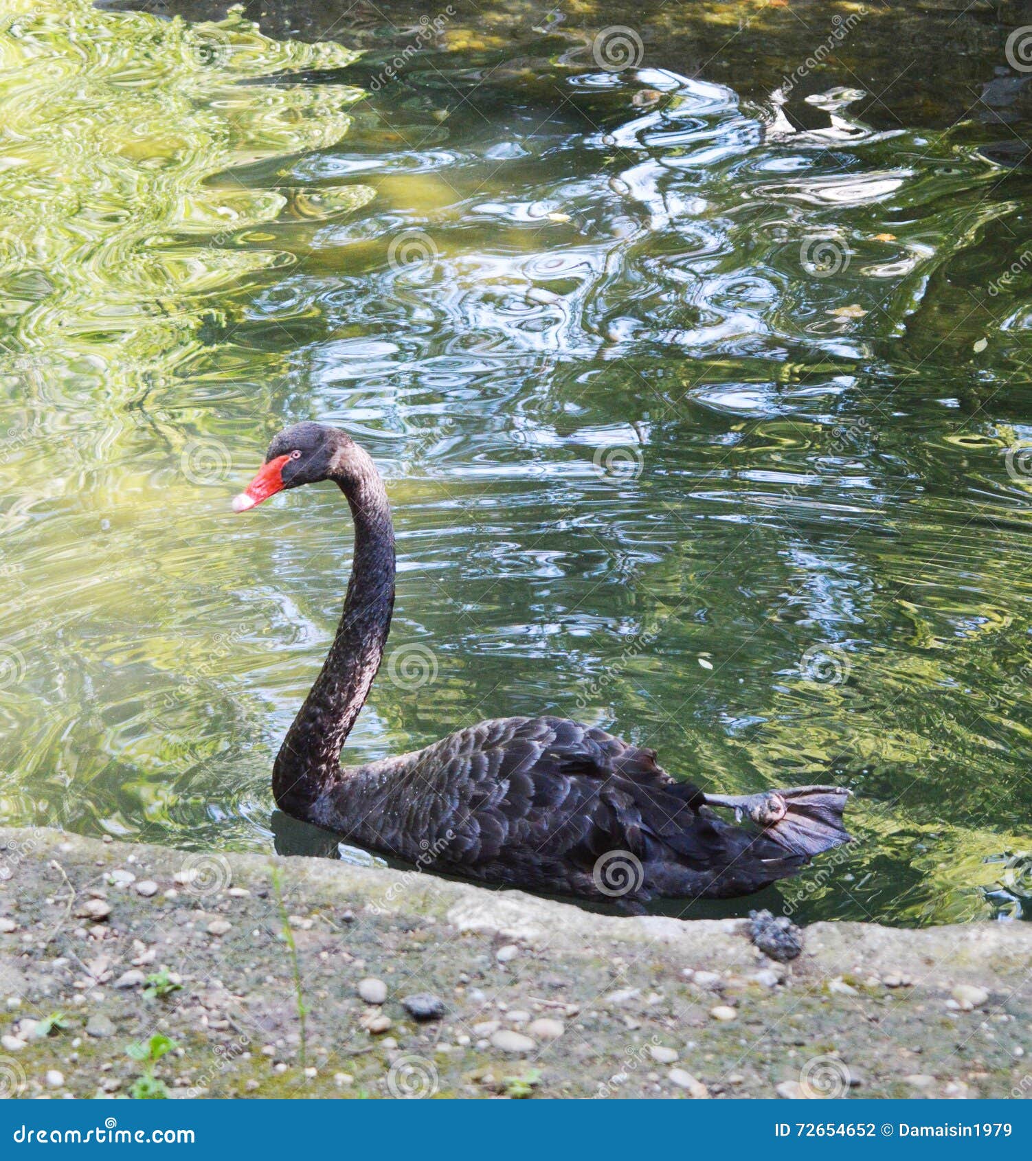 Cigno nero ed eleganza fotografia stock. Immagine di altamente - 72654652