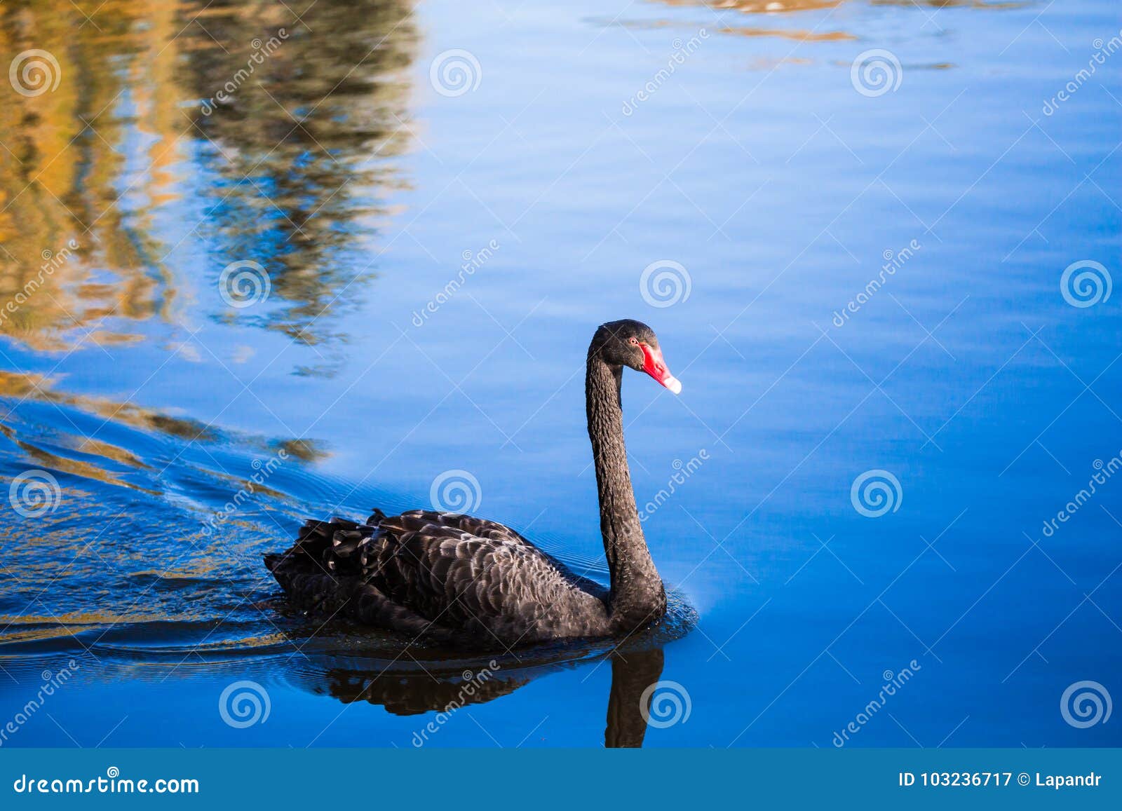 Cigno Nero Sul Lago O Nello Stagno Cielo Blu Riflesso Nell'acqua Immagine  Stock - Immagine di cielo, autunno: 103236717