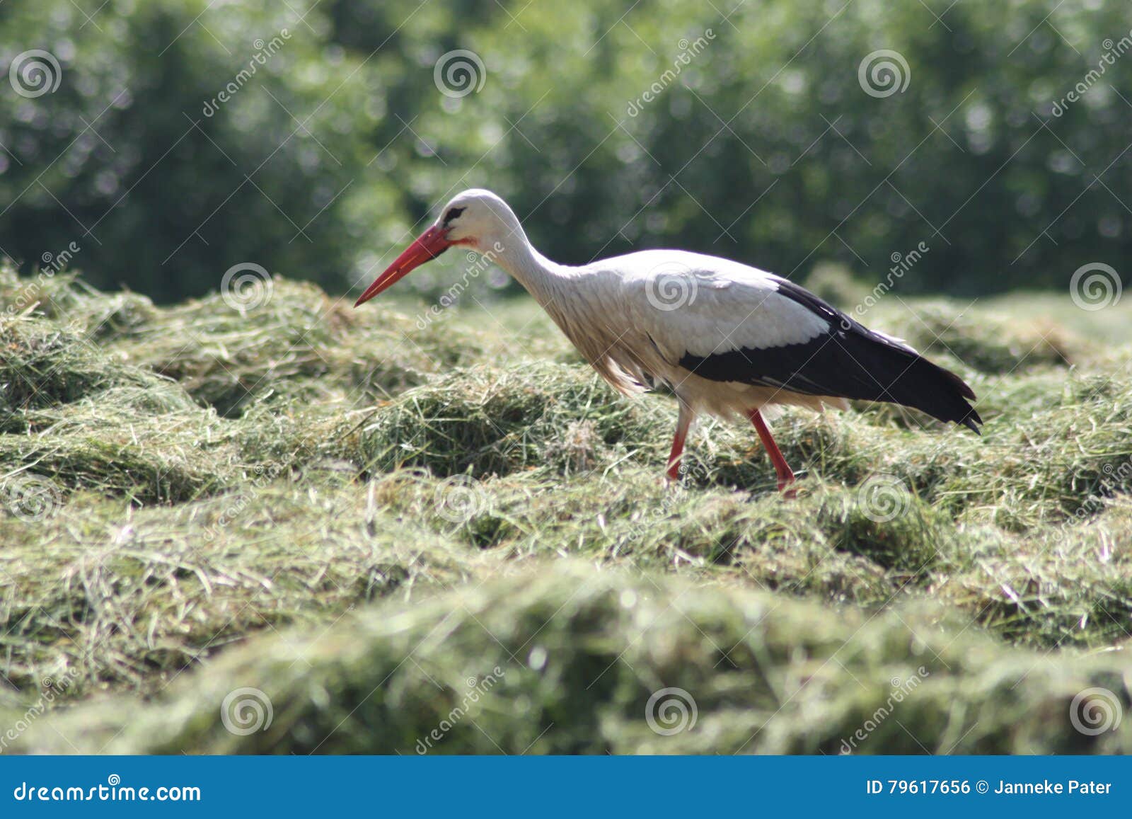 Cigogne Blanche Photo Stock Image Du Porté été People