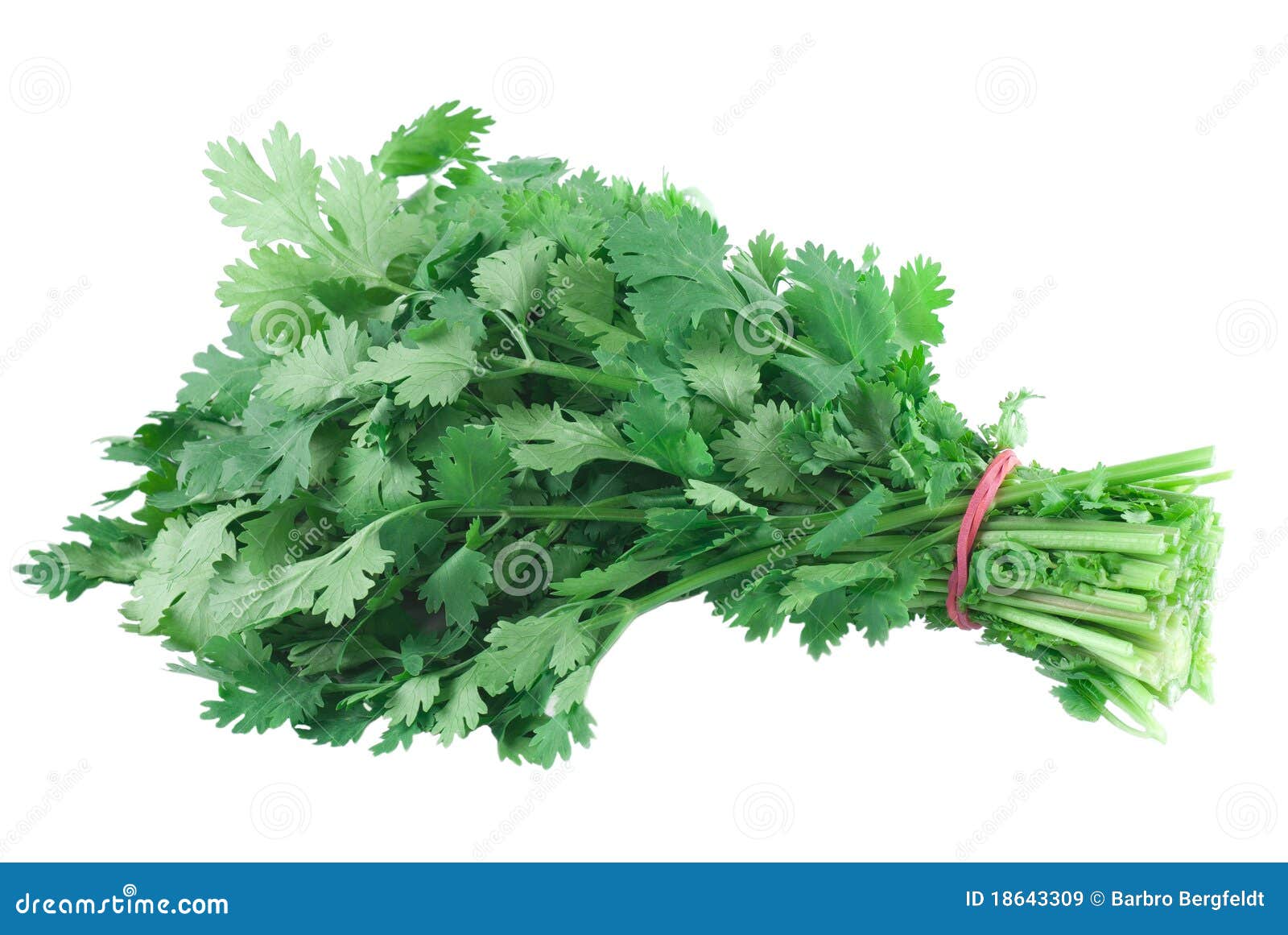 cilantro