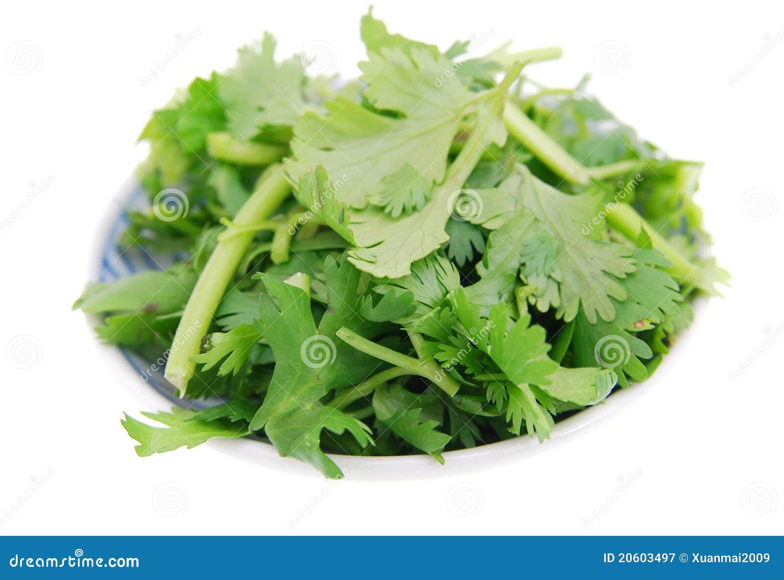 Cilantro stock image. Image of organic, nature, herbal 20603497