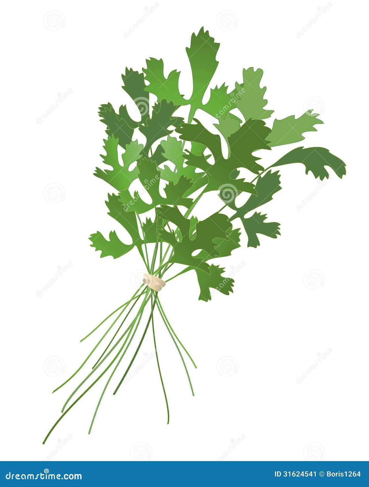 Cilantro ilustración del vector. Ilustración de adorne 31624541