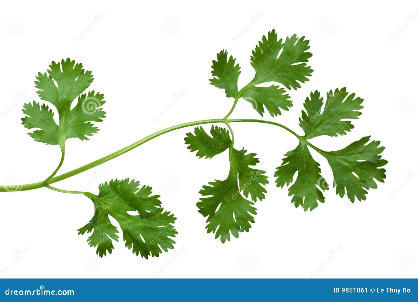 cilantro