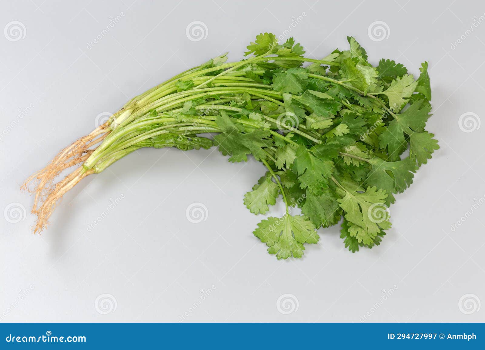 Cilantro Bunch with Stalks, Leaves and Roots on Gray Background Stock Image Image of coriander