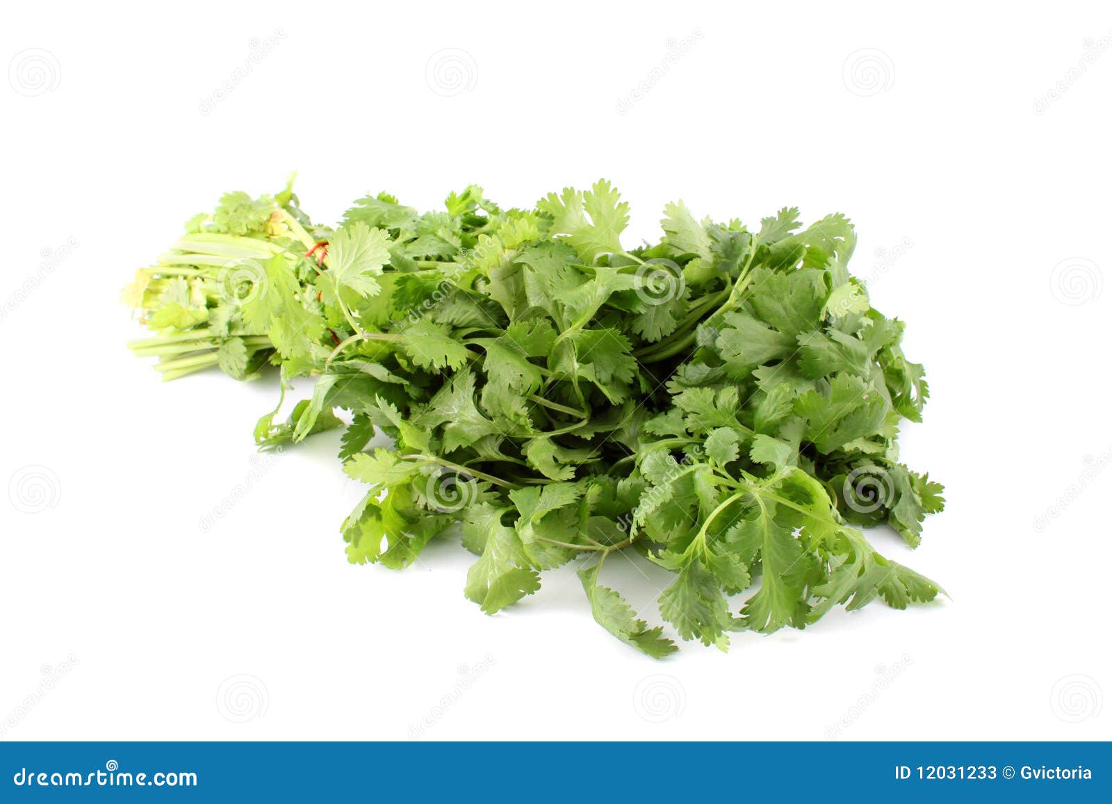 Cilantro or coriander stock image. Image of herbs, healthy 12031233