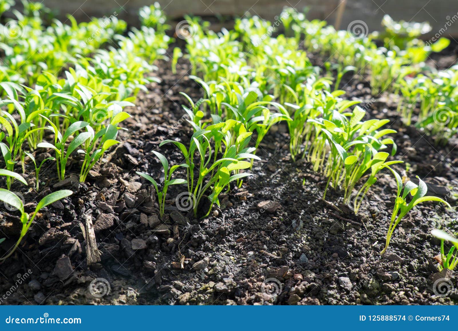 cilantro seedlings