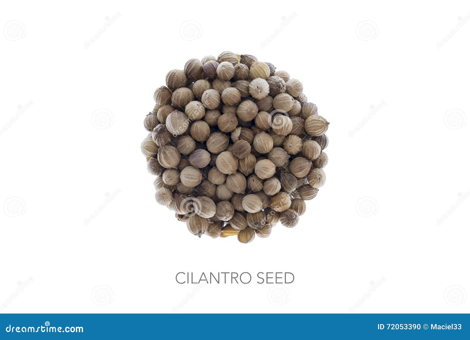 Cilantro Seed Germination Isolated On White In Different Stages Stock
