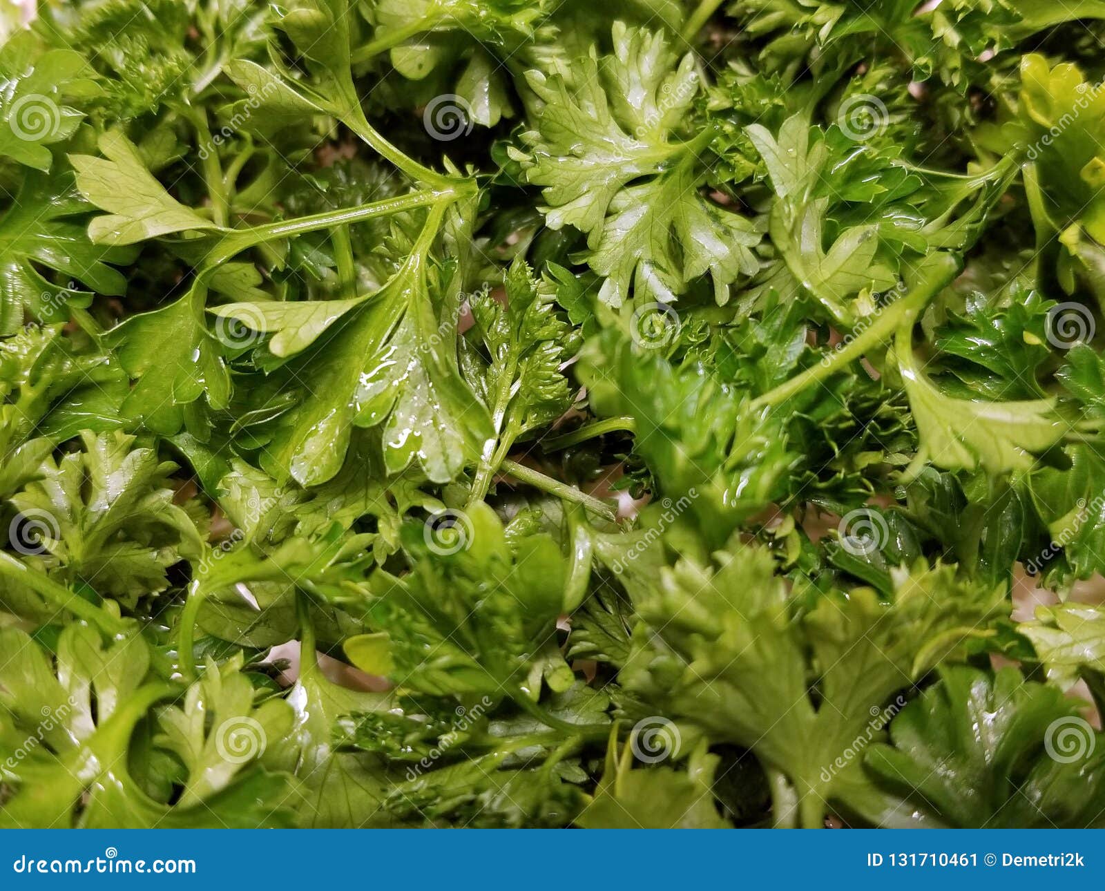 Cilantro Coriander stock image. Image of healthy, herb 131710461