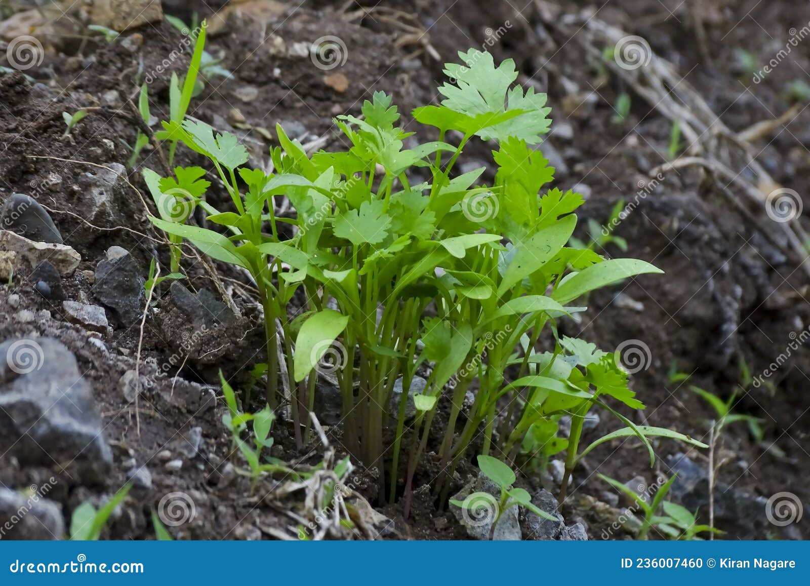 Cilantro farming stock photo. Image of leaf, farming 236007460