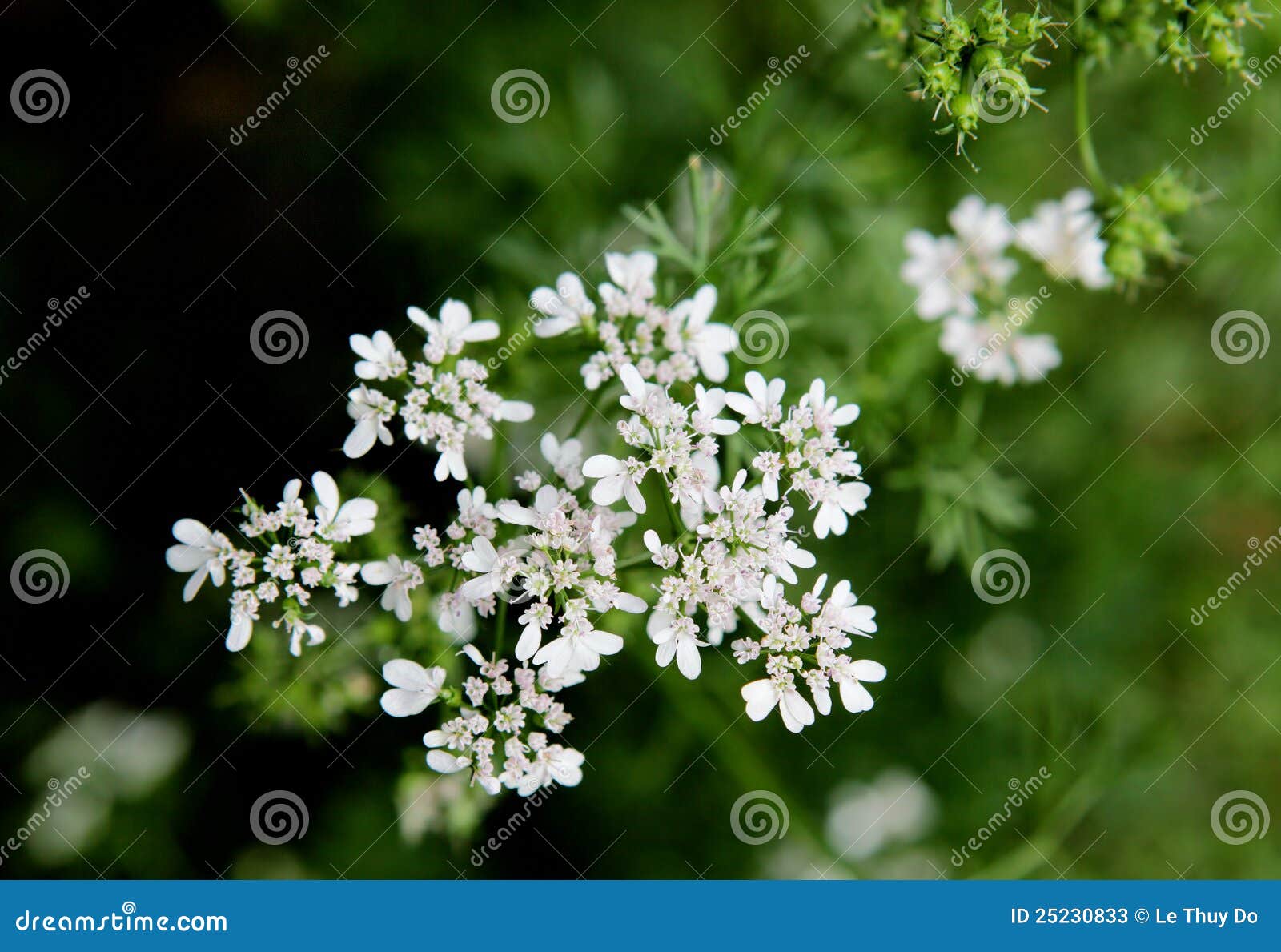 Cilantro Flower stock image. Image of botanical, remedy 25230833