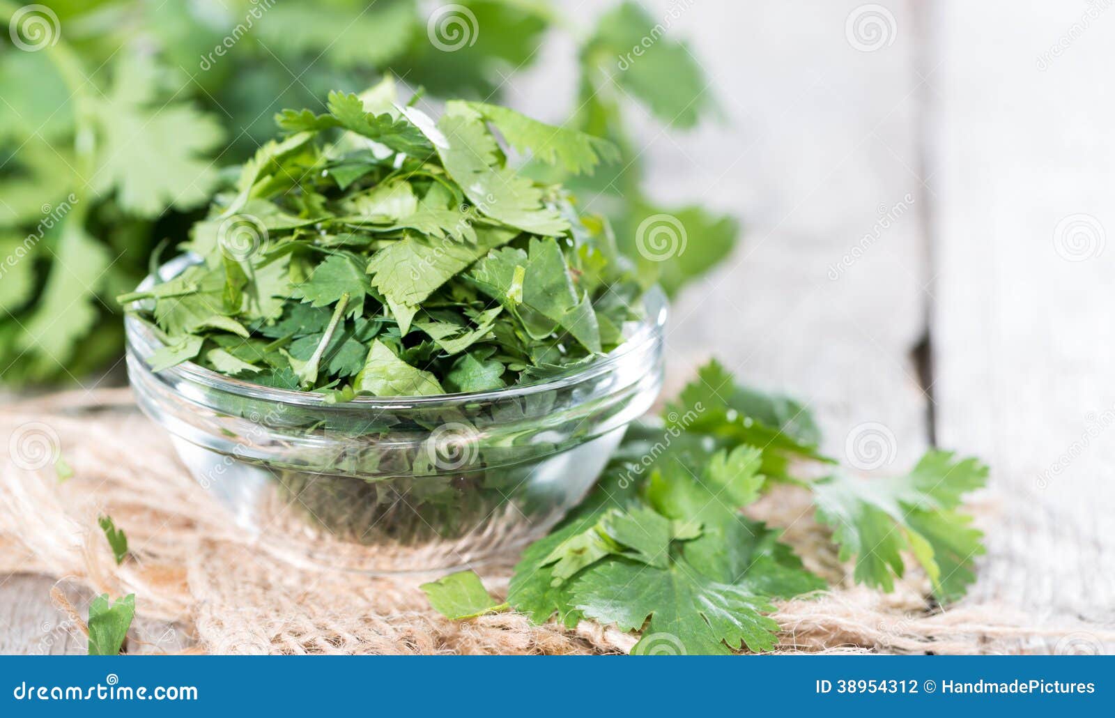 Cilantro stock photo. Image of coriander, dieting, aroma 38954312