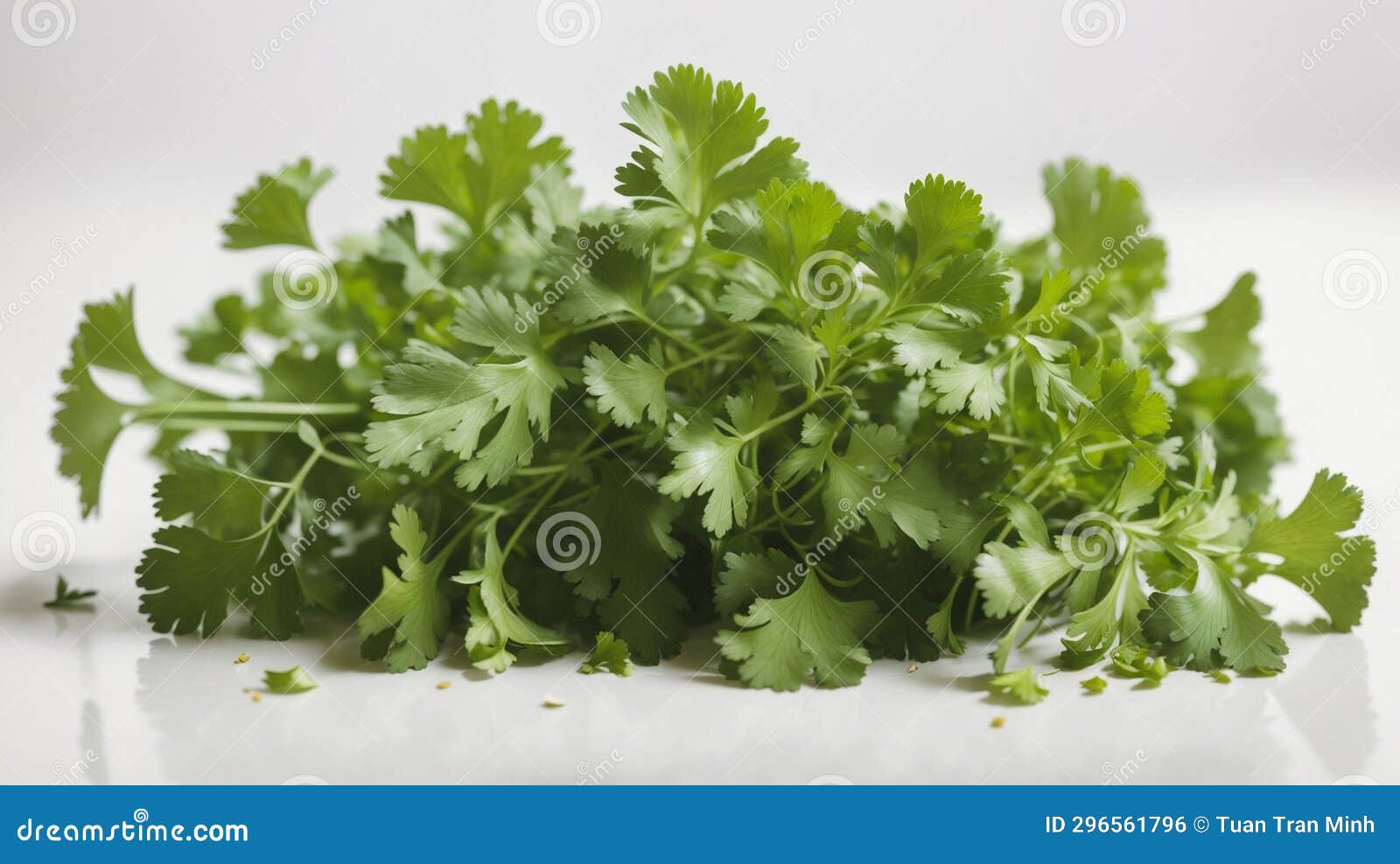 Cilantro stock photo. Image of food, produce, fruit 296561796