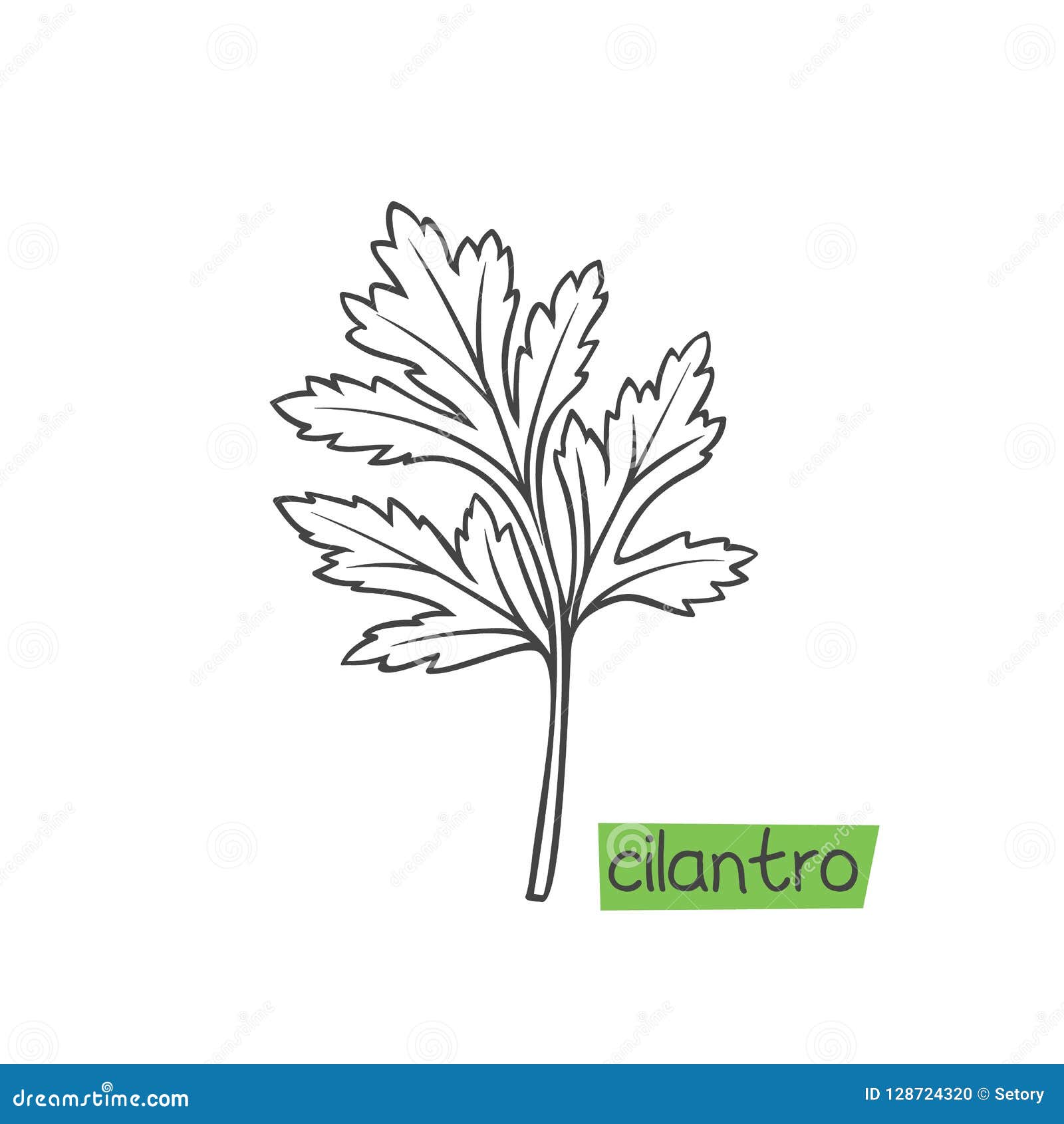 Cilantro hand drawn stock vector. Illustration of cilantro - 128724320