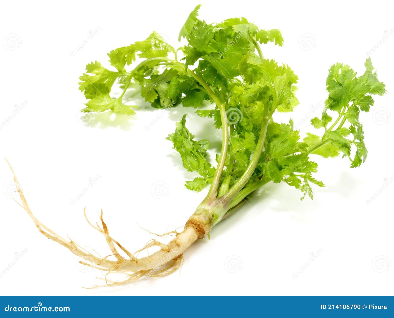 Cilantro Root with Leaves on White Background Isolated Stock Photo