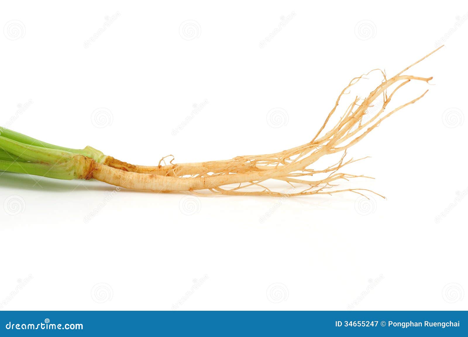 Cilantro Roots stock image. Image of plants, ingredient 34655247