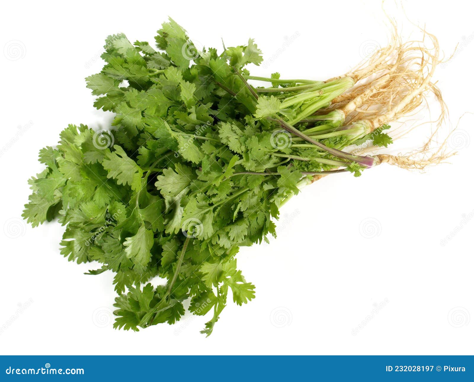Cilantro Roots with Leaves on White Background Isolated Stock Image