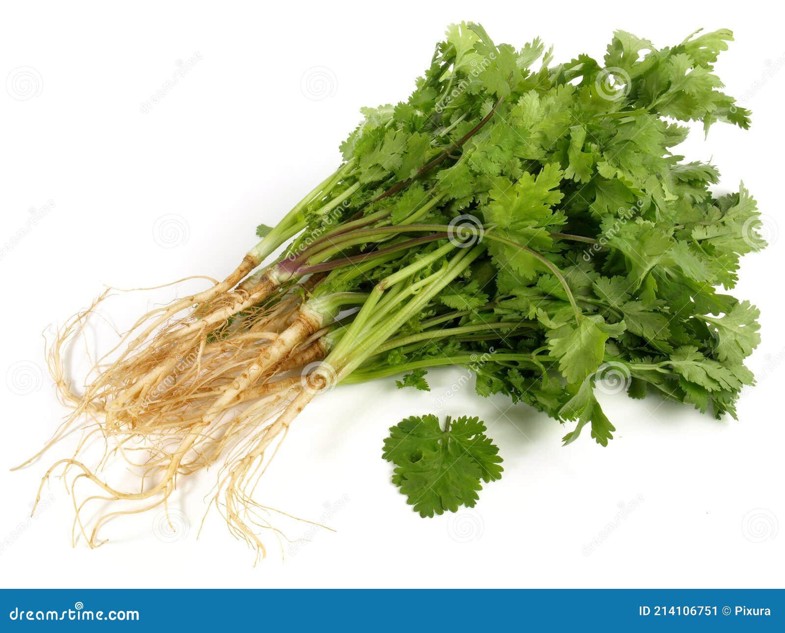 Cilantro Roots with Leaves on White Background Isolated Stock Image