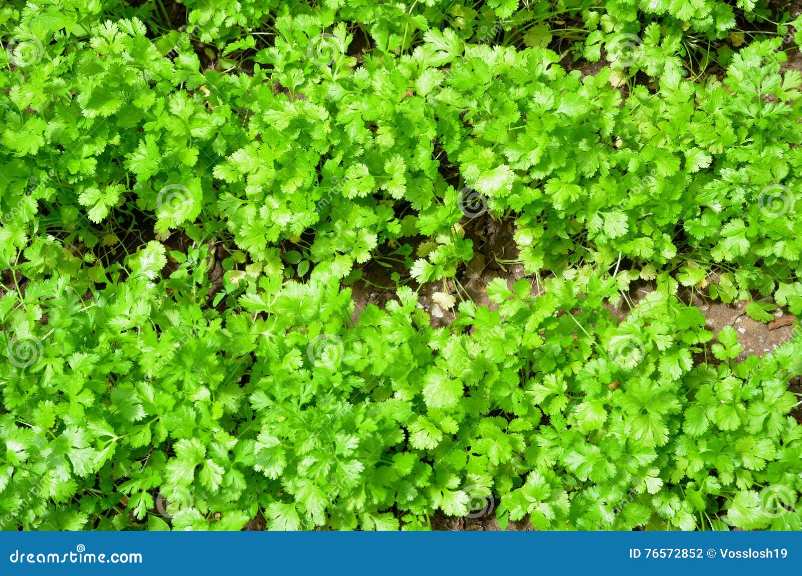 Cilantro. stock photo. Image of smell, cilantro, fragrance 76572852