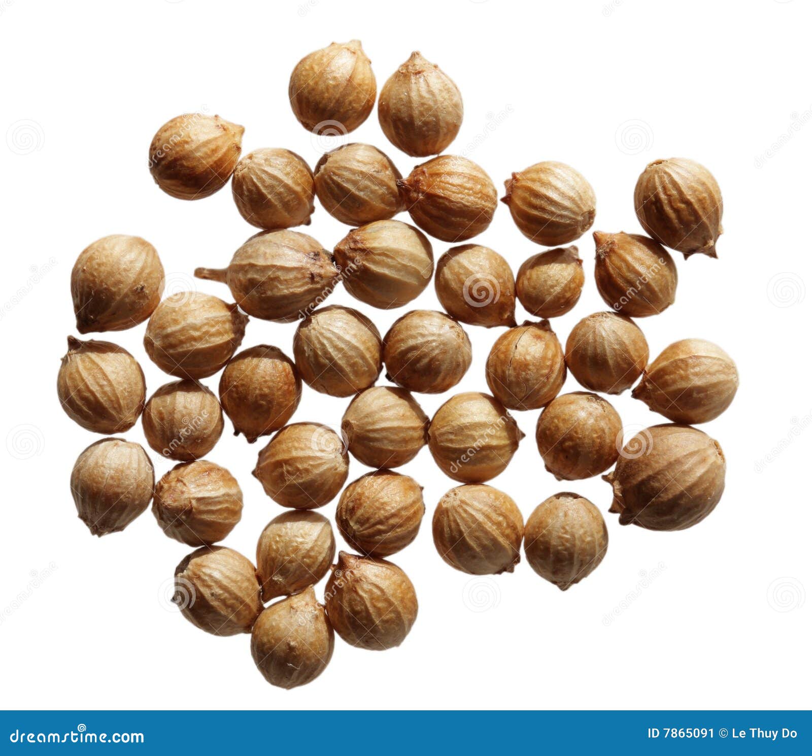 Cilantro Seeds stock image. Image of leaf, gourmet, objects 7865091