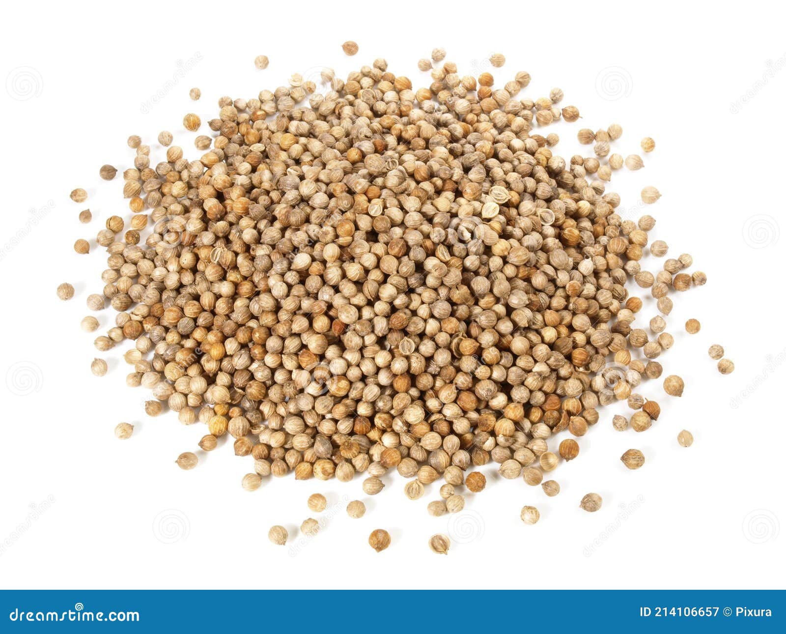 Cilantro Seeds with Leaves on White Background Isolated Stock Image