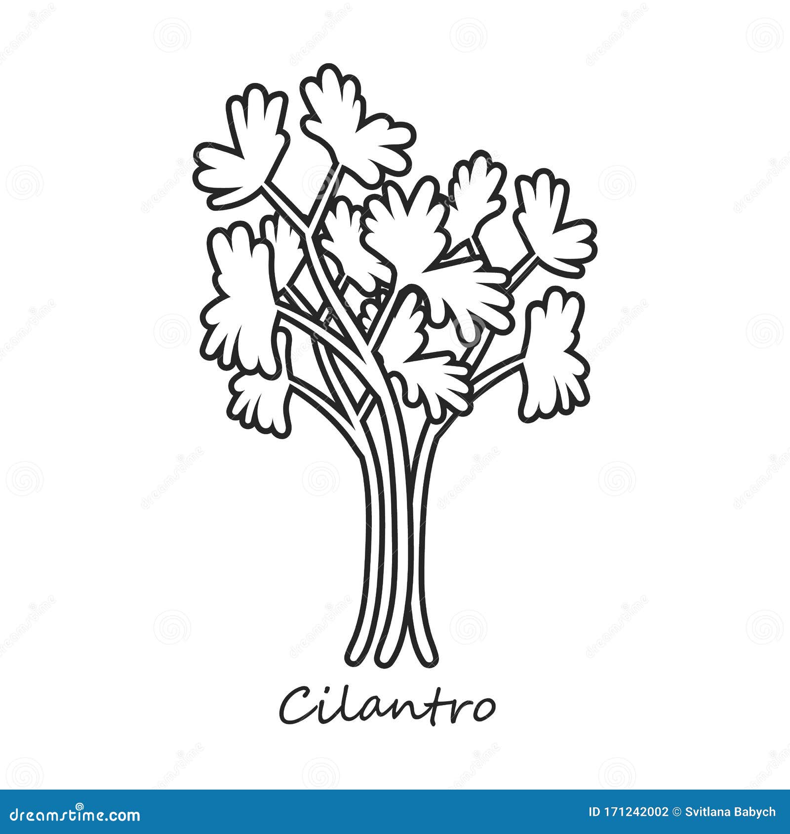 Cilantro, Coriander Twig RoyaltyFree Illustration