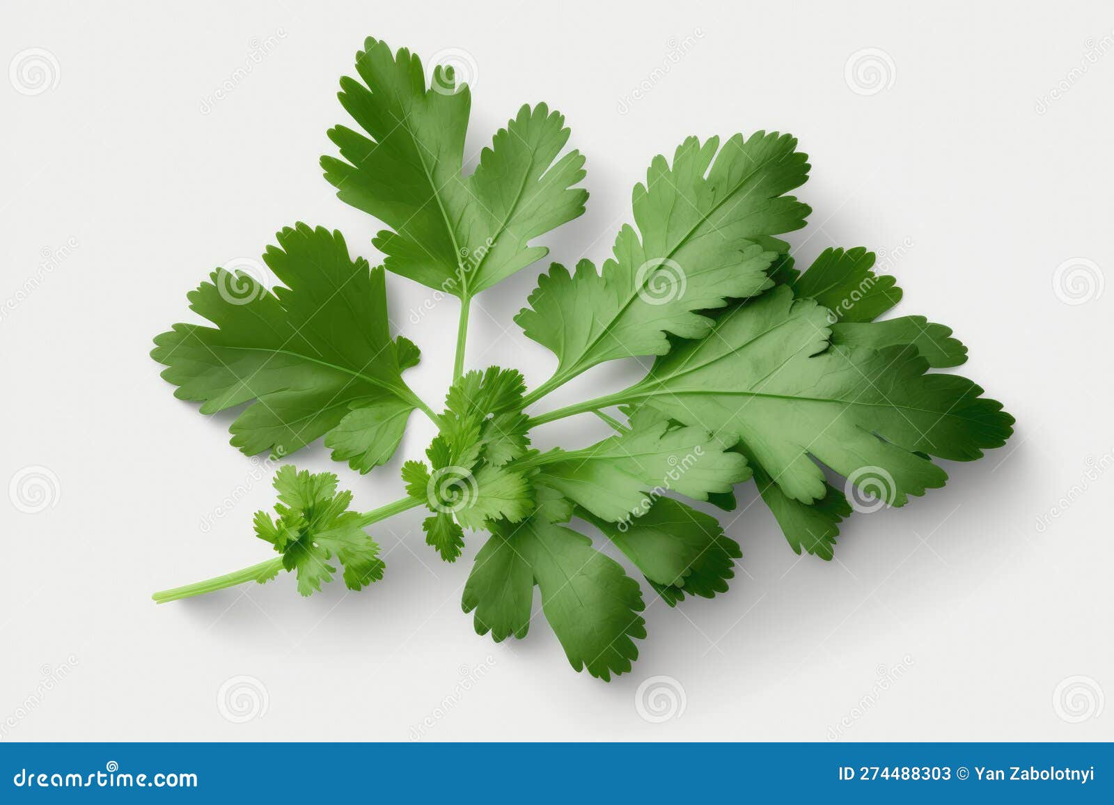 Cilantro on a White Background. Generative AI Stock Illustration