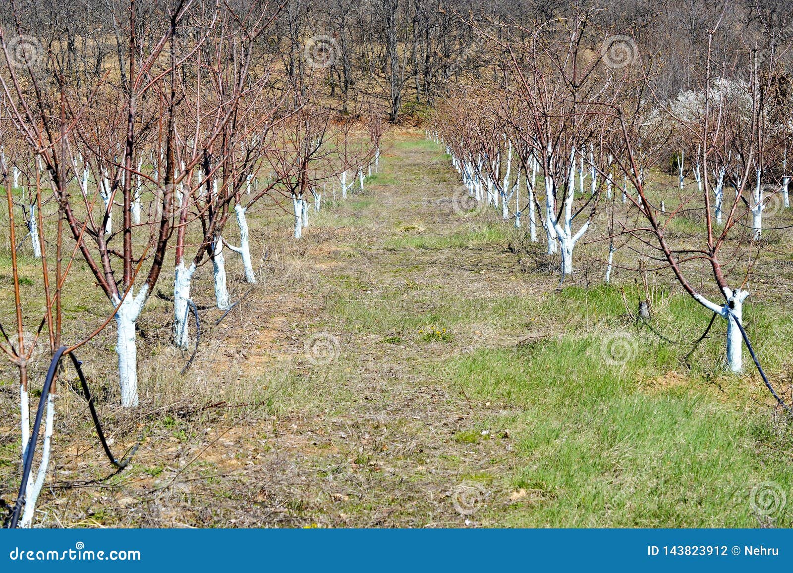 Ciliegi a Marzo Trattati Con Poltiglia Bordolese Per Combattere Muffa La Poltiglia  Bordolese è Permessa in Agricoltura Biologica Fotografia Stock - Immagine  di crescere, concetto: 143823912