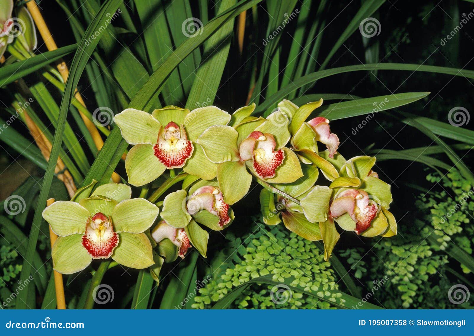 Cimbidio de orquídea foto de archivo. Imagen de foto - 195007358