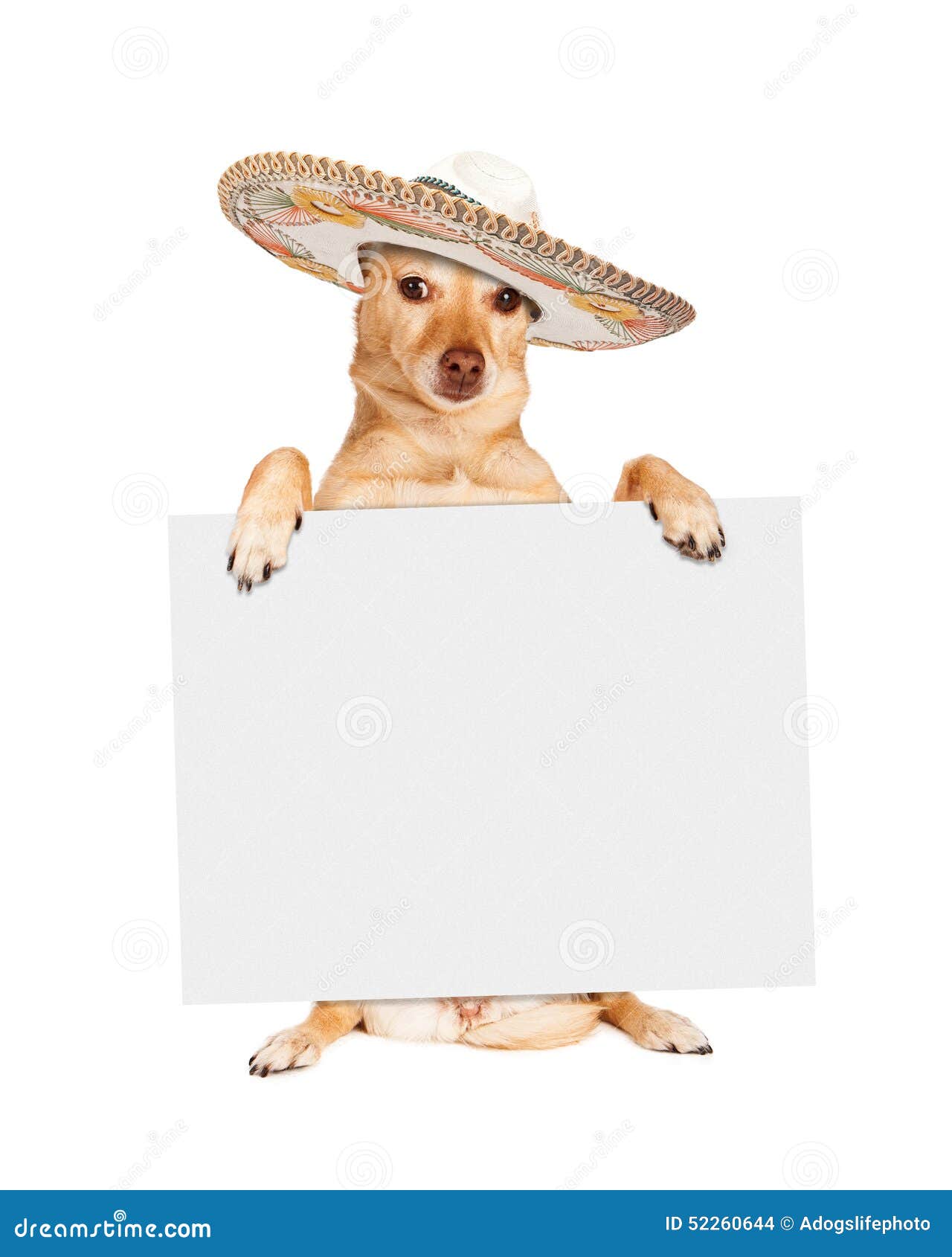 Cinco De Mayo Dog Carrying Blank Tecken Arkivfoto Bild av hatt