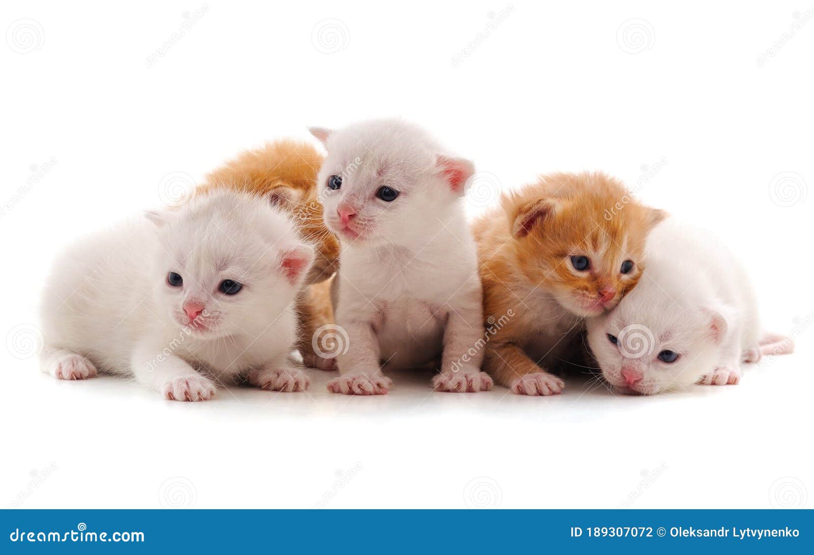 Cinco gatos pequeños foto de archivo. Imagen de felino - 189307072