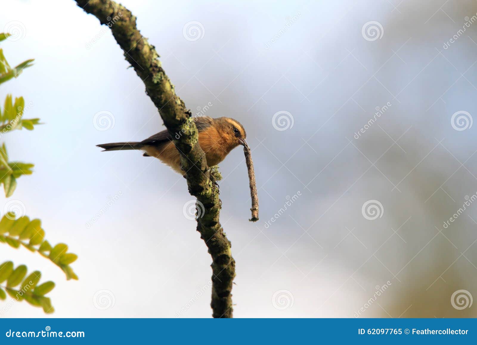 cinereous conebill