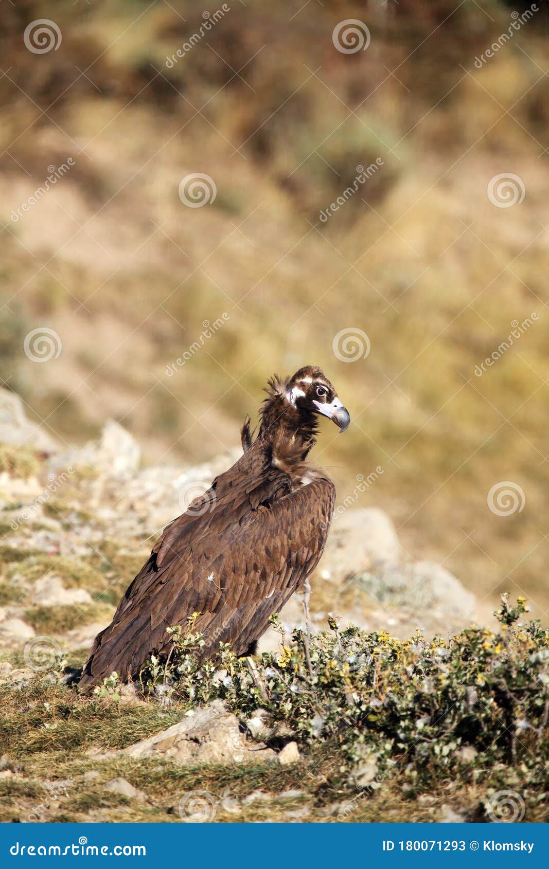 The Cinereous Vulture Aegypius Monachus Also Known As the Black Vulture ...