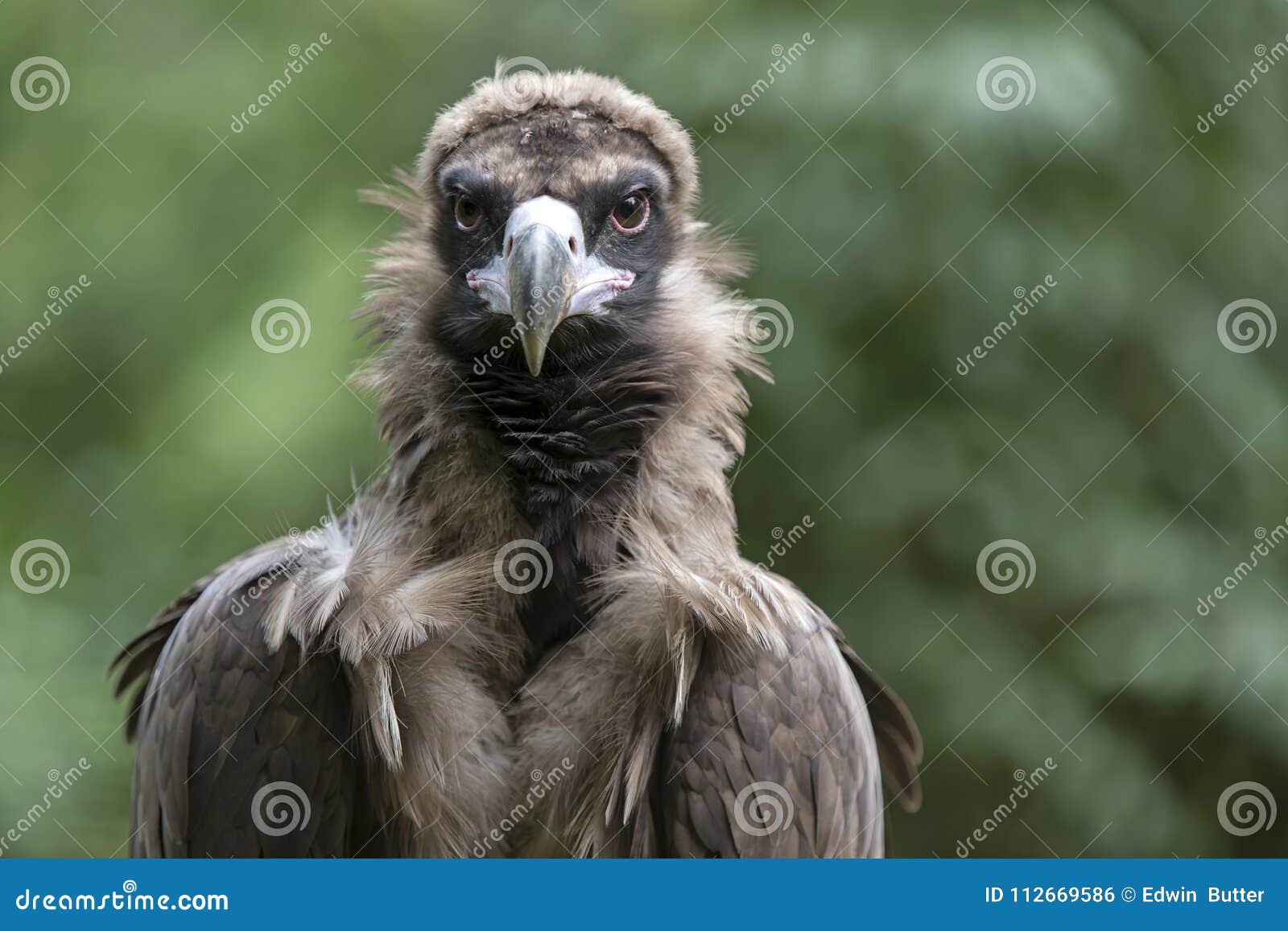 Cinereous vulture stock photo. Image of aegypius, monk - 112669586