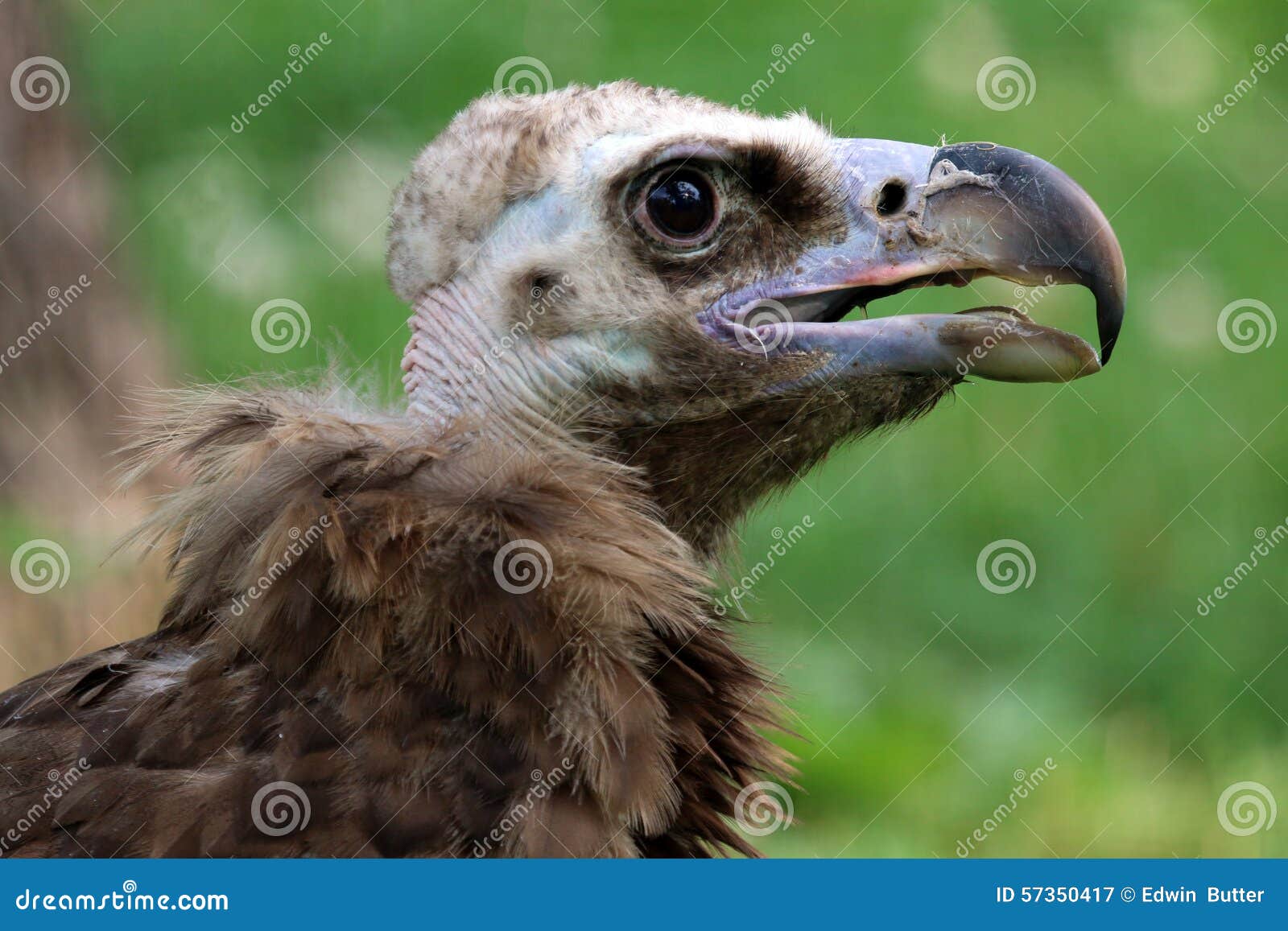 Cinereous vulture stock image. Image of bird, black, vulture - 57350417