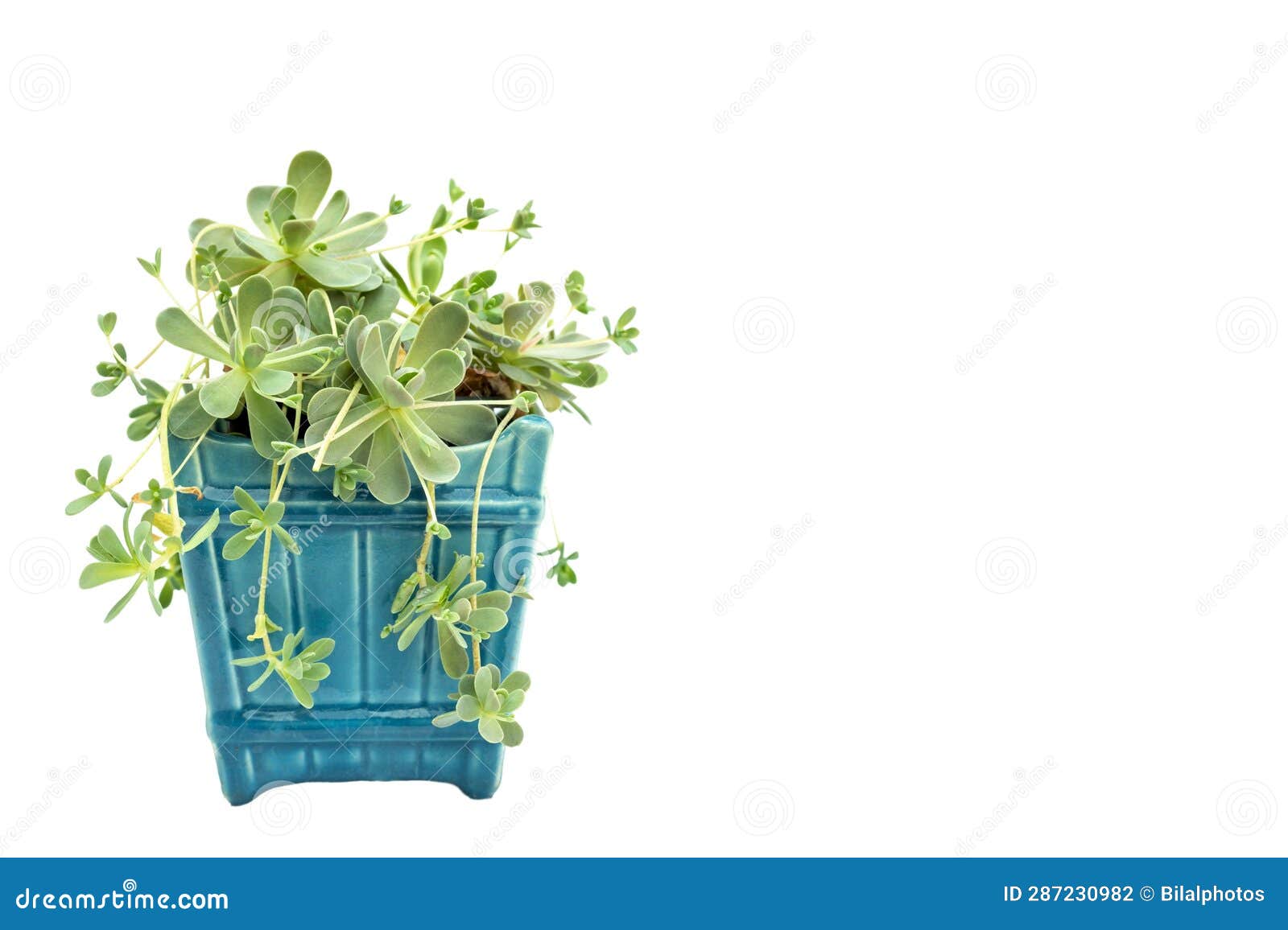 cinese dunce cap or orostachys iwarenge plant  on white background with copy space