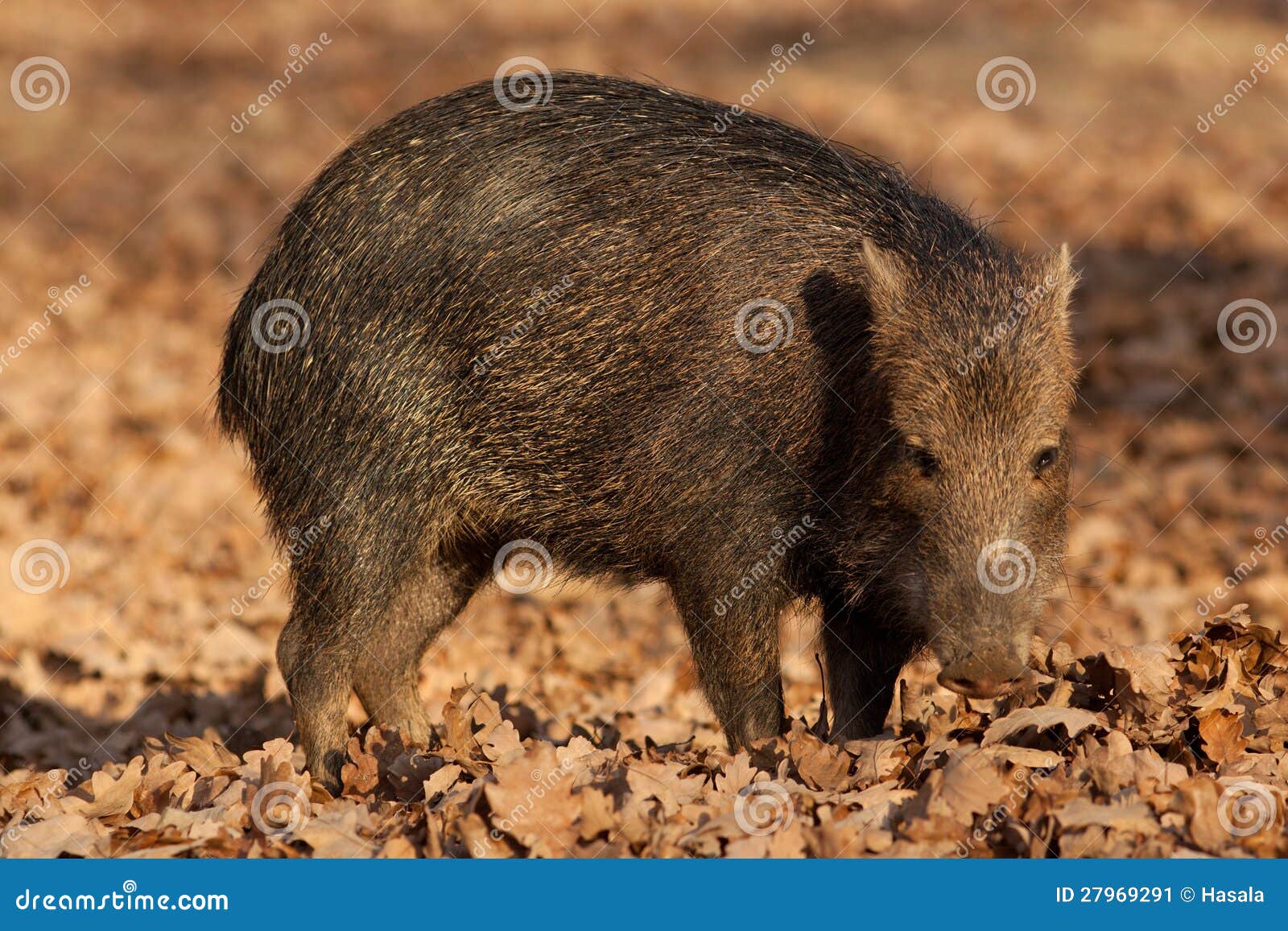 Cinghiale in una foresta di autunno