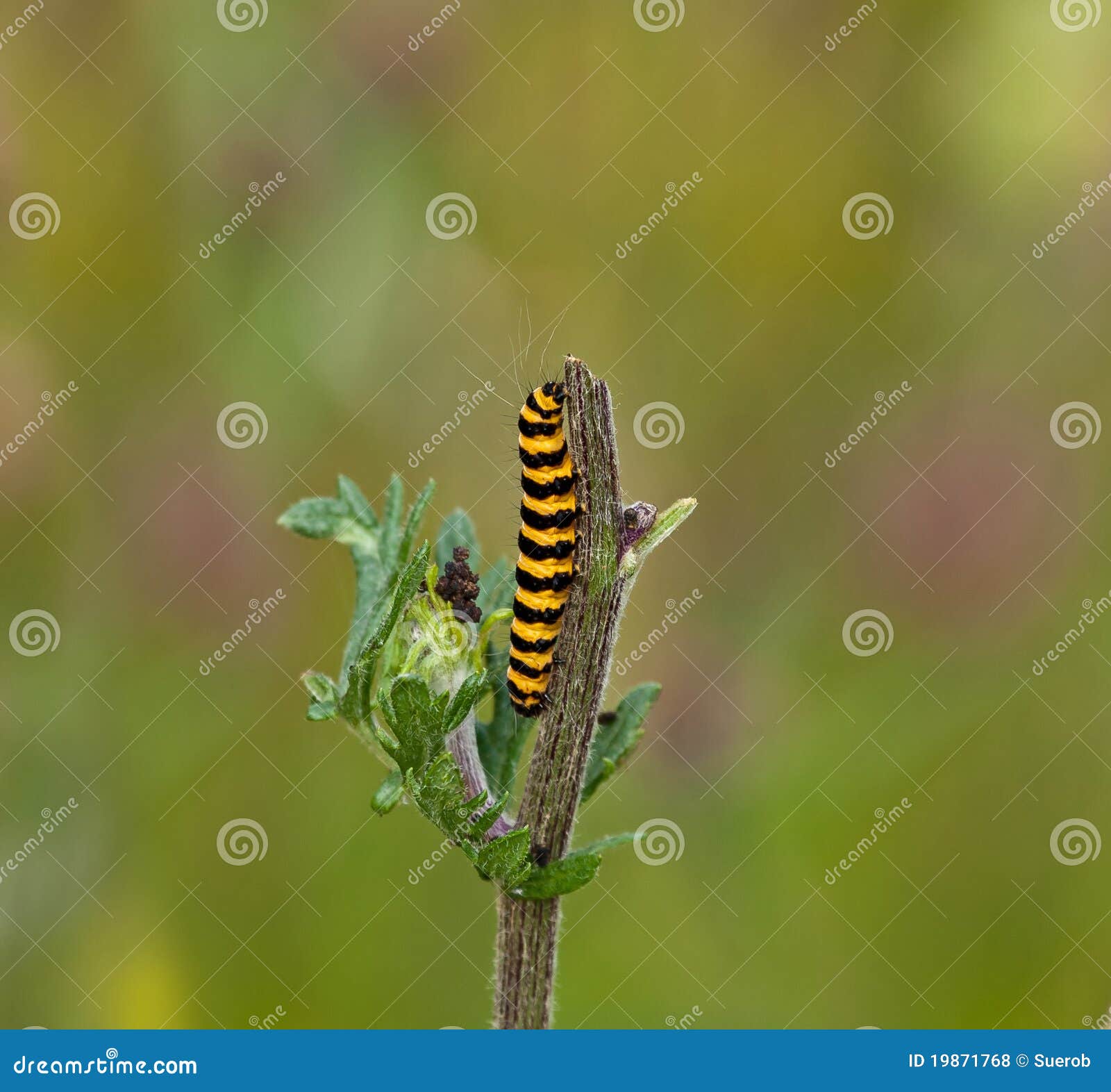 Cinnabar Moth Caterpillar Stock Photo Image Of Gold 19871768