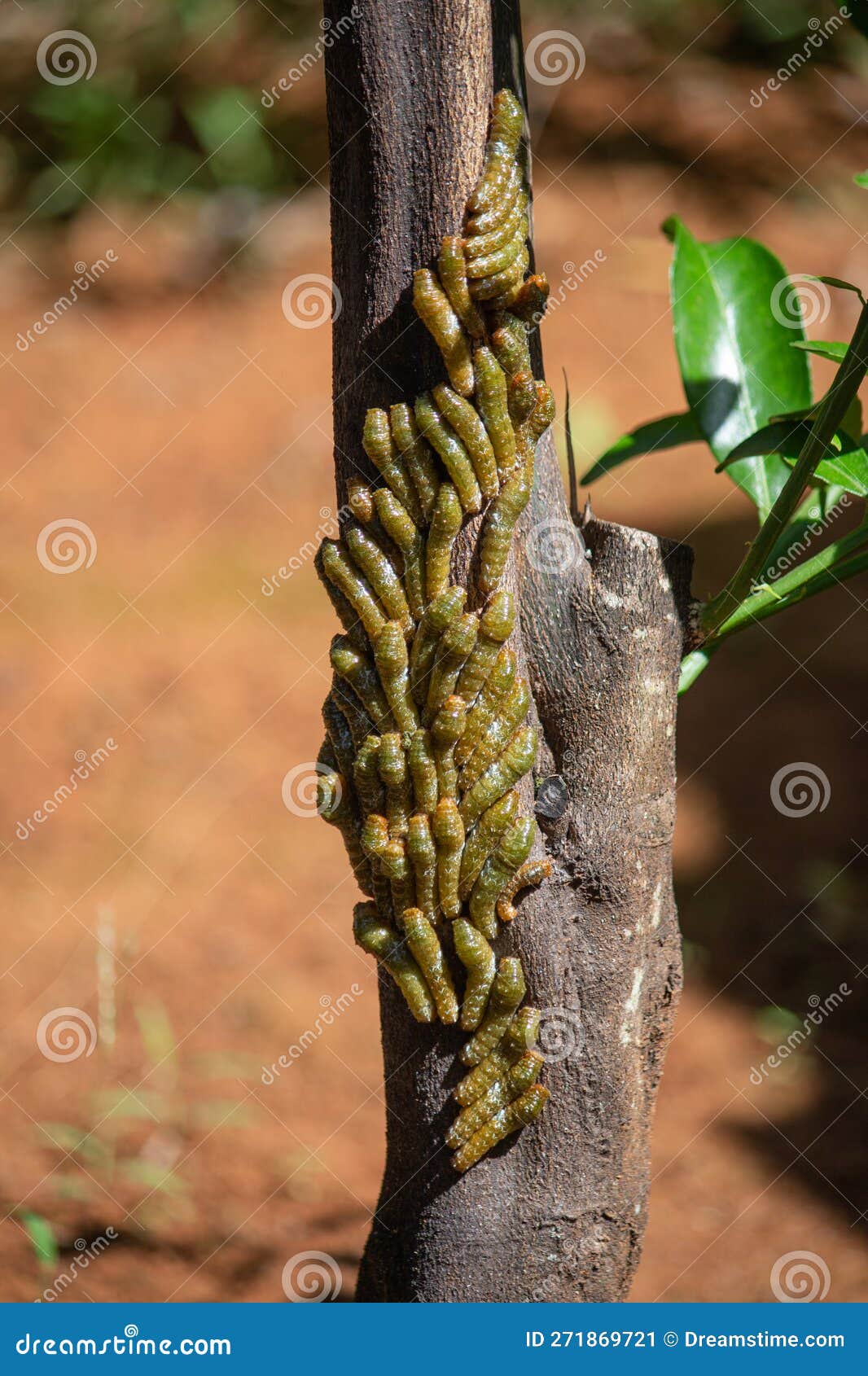 Cinnabar Moth Caterpillar Nests in an Infested Tree. Macro Photography