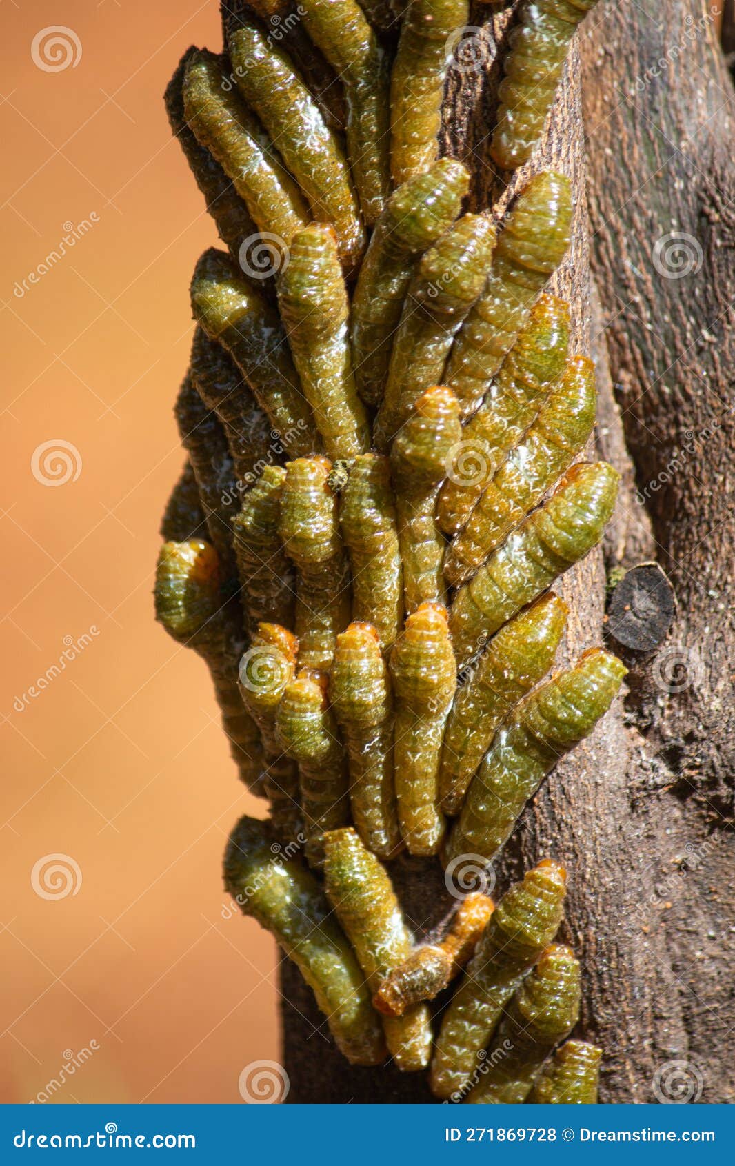 Cinnabar Moth Caterpillar Nests in an Infested Tree. Macro Photography