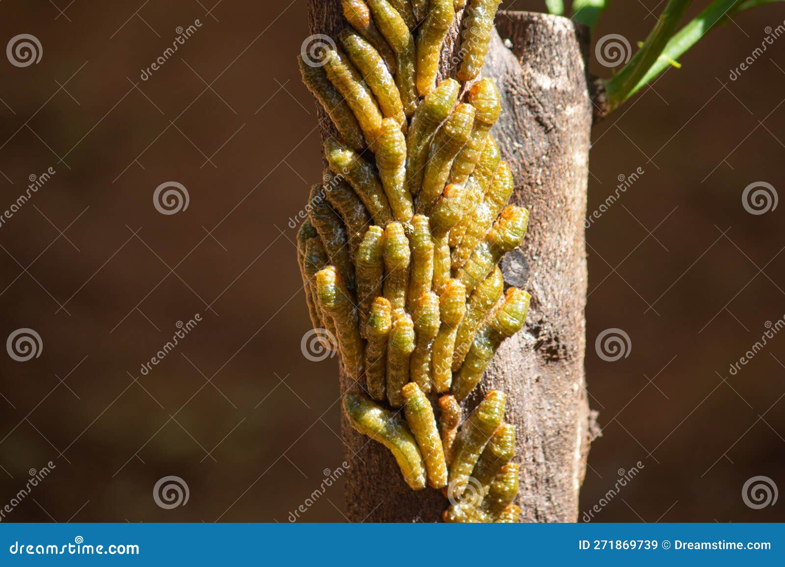 Cinnabar Moth Caterpillar Nests in an Infested Tree. Macro Photography