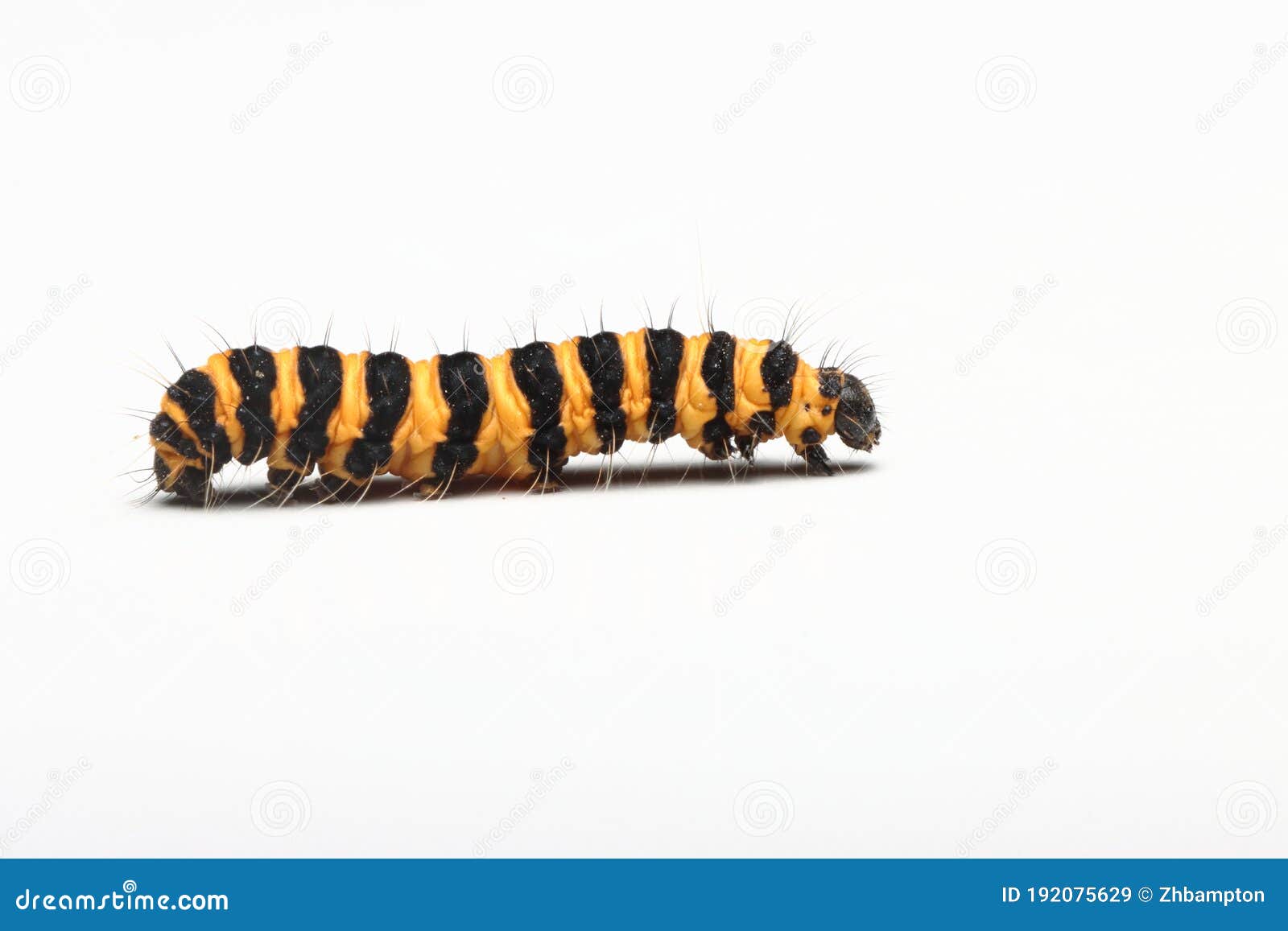 Cinnabar Moth Caterpillar RoyaltyFree Stock Photography