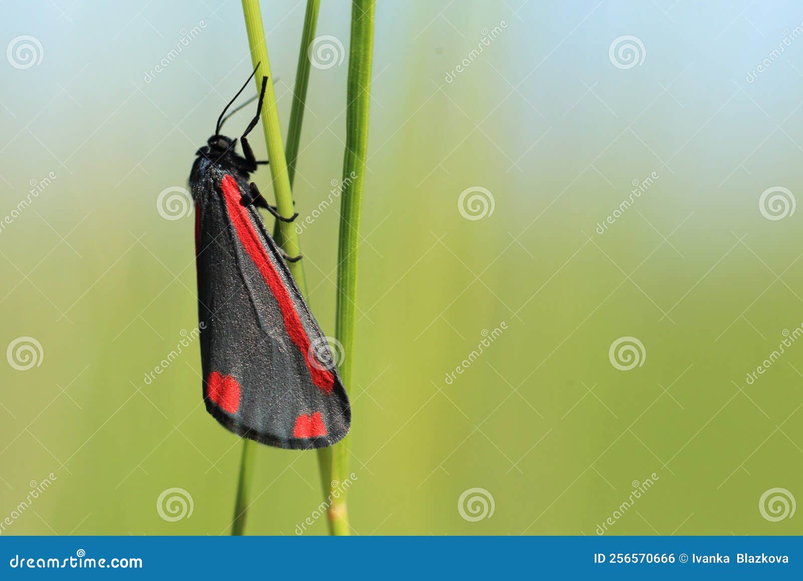 Cinnabar Moth Caterpillar, Tyria Jacobaeae, On Rag Wort. Poisonous