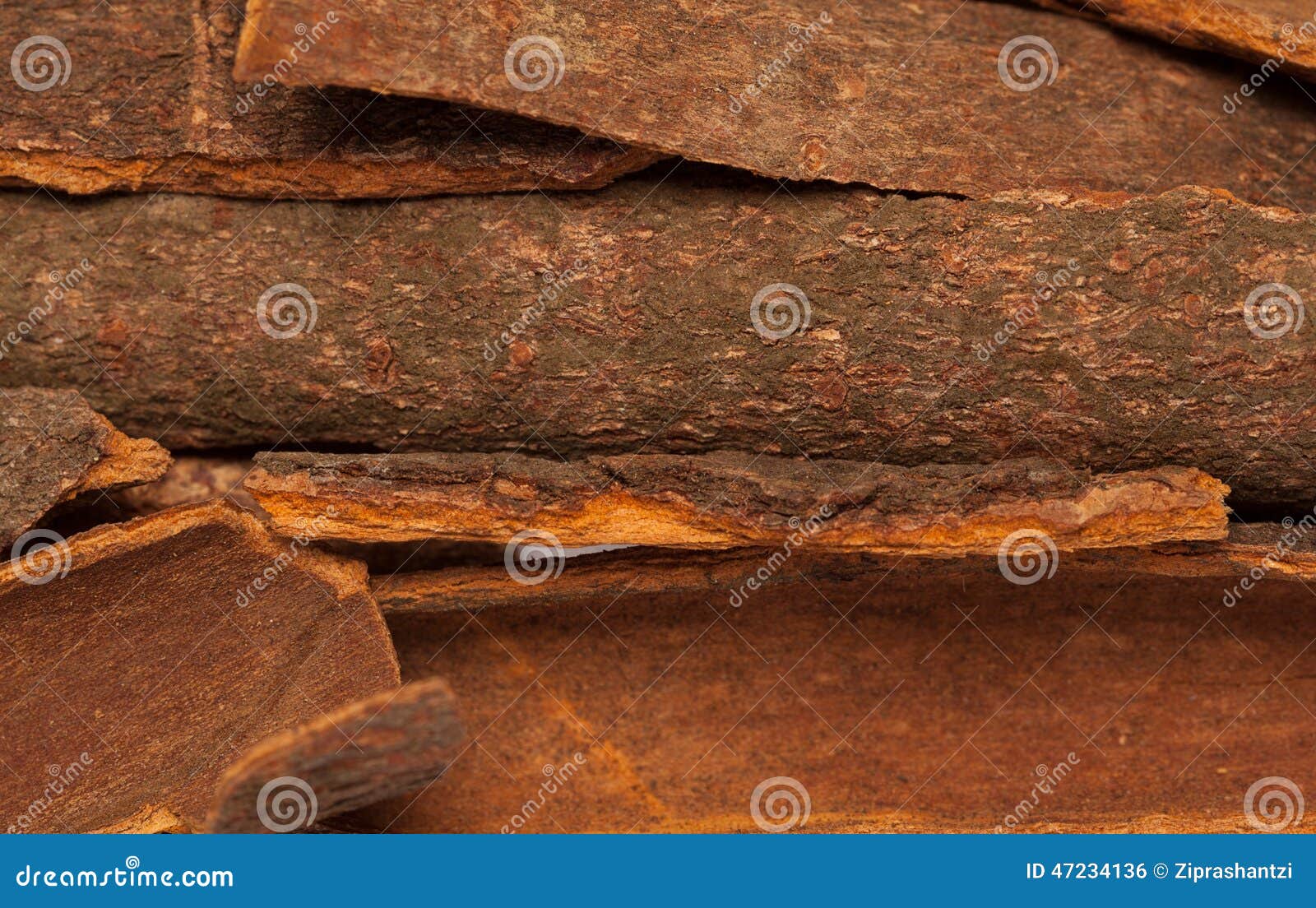cinnamomum camphora or cinnamon bark